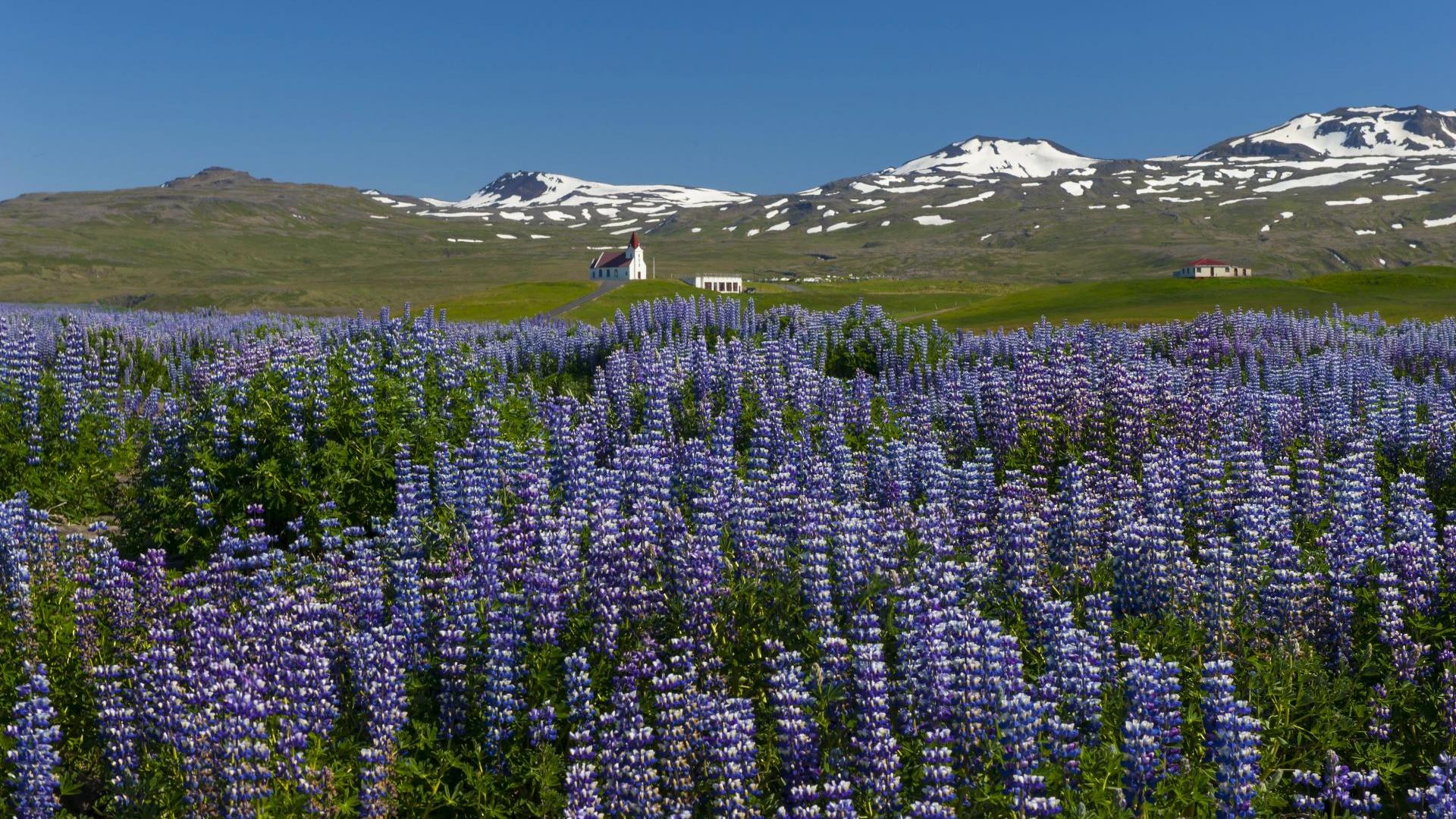 Lupinenfelder